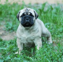 Nova 4,5 weeks